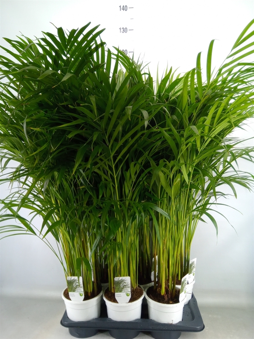 <h4>Dypsis lutescens   ...Chrysalidoca</h4>
