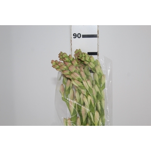 ANGELICA 080 CM