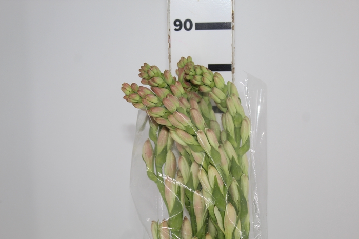 <h4>ANGELICA 080 CM</h4>