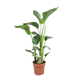 Strelitzia Nicolai - hoogte 90-100