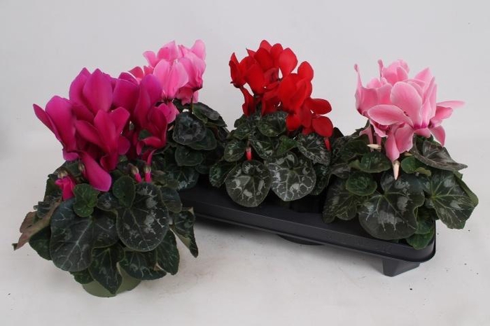 <h4>CYCL GR SUP VINTRO</h4>