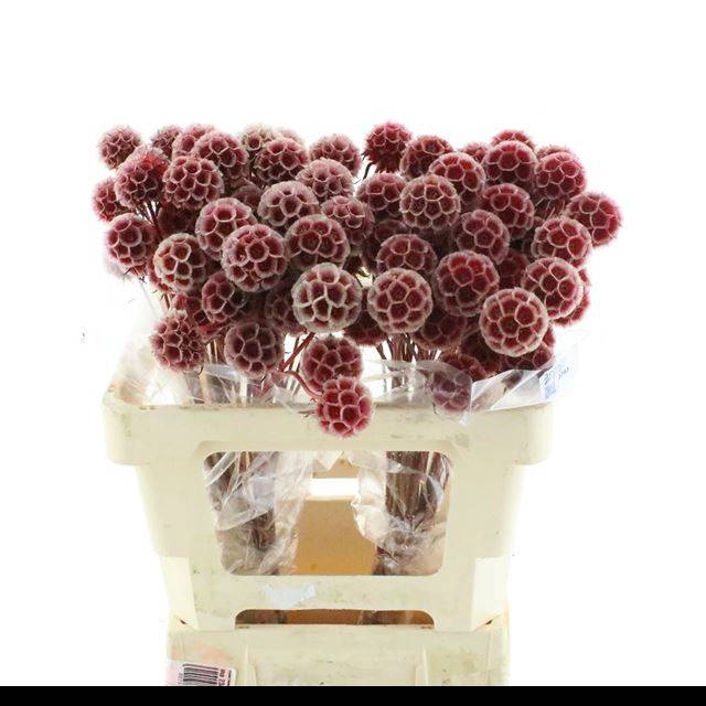 <h4>SCABIOSA ST KLB H%</h4>