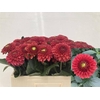 Dahlia Orange Fox