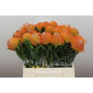 Leucospermum Ayoba Sun