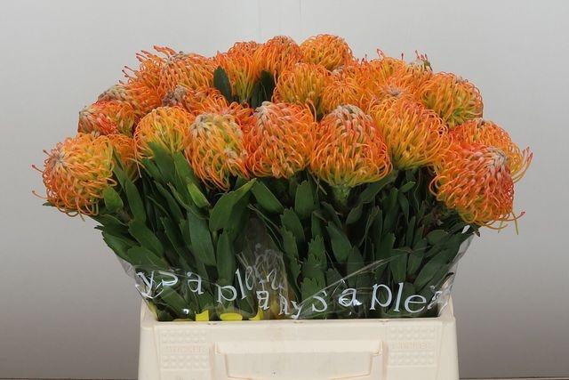 <h4>Leucospermum Ayoba Sun</h4>