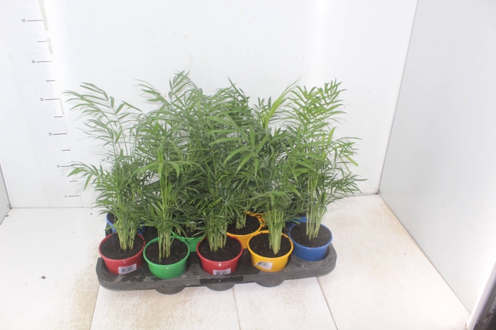 <h4>CHAMAEDOREA ELEGANS P11</h4>