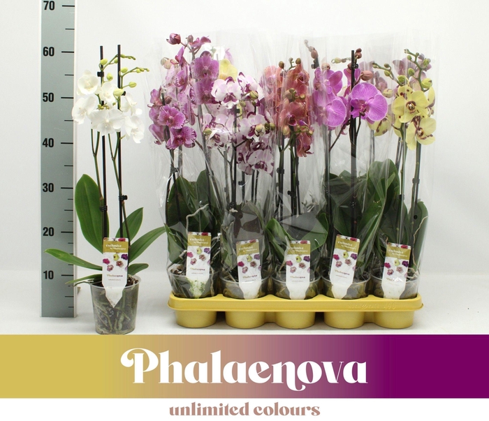 <h4>Gemengd EXCLUSIVE 2-tak 60cm (RIJP)</h4>