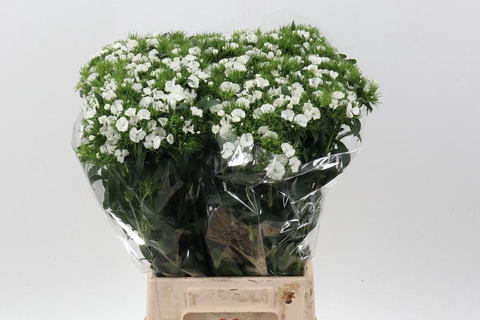 <h4>Di Barb White</h4>