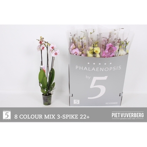 PHAL GEM 8 KL