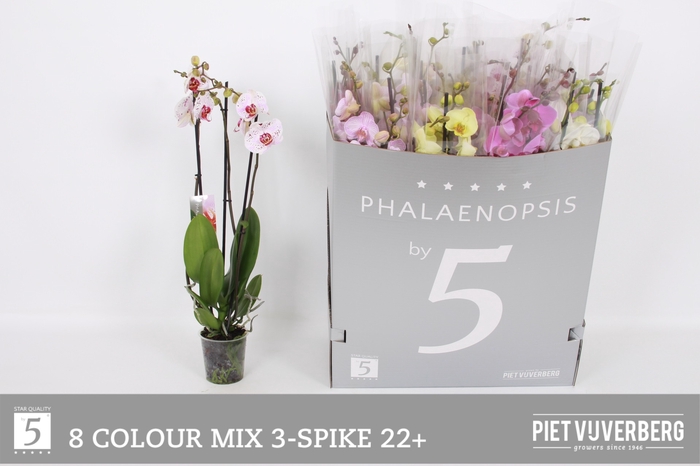 <h4>PHAL GEM 8 KL</h4>
