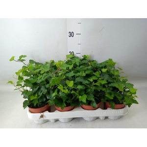 Hedera helix 'Wonder'