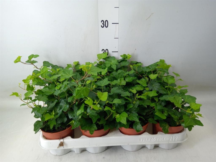 <h4>Hedera helix 'Wonder'</h4>