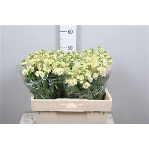 Matthiola incana 'StoX Yellow'