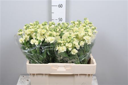 <h4>Matthiola incana 'StoX Yellow'</h4>