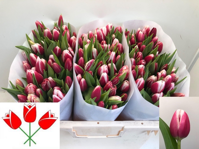 <h4>TU EN LUSTIGE WITWE</h4>