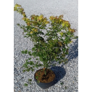 Acer palmatum