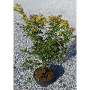 Acer palmatum