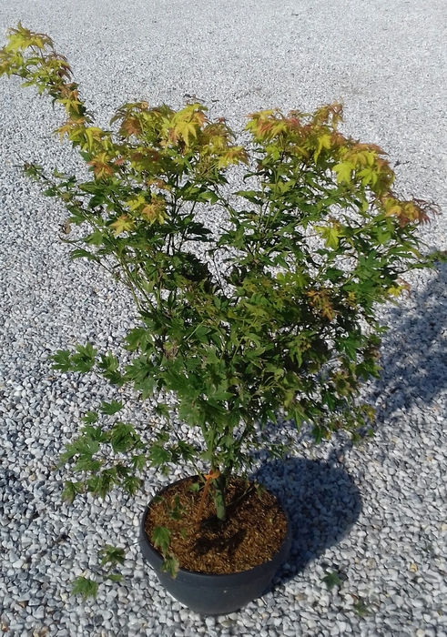 <h4>Acer palmatum</h4>