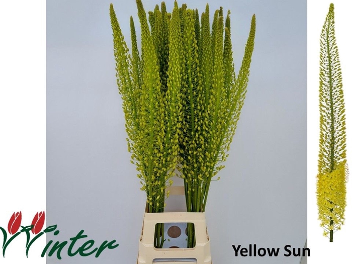 <h4>Eremurus Shelford Yellow Sun MTS J Winter</h4>