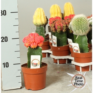 CACTUS GEM
