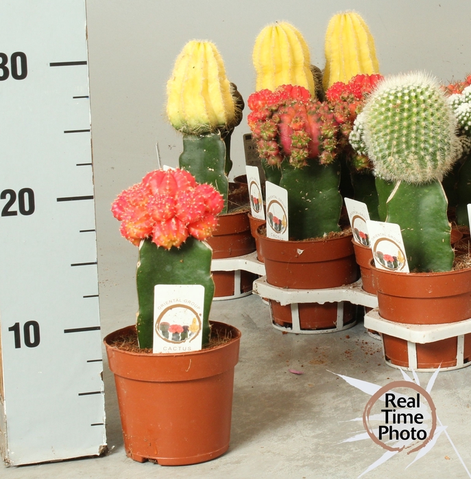 <h4>CACTUS GEM</h4>