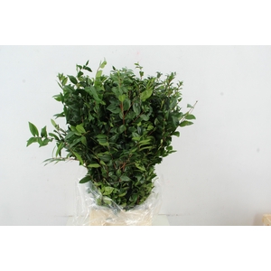MYRTUS COMMUNIS