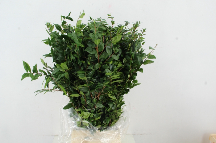 <h4>MYRTUS COMMUNIS</h4>