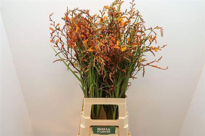 <h4>CROCOS LUCIFER</h4>