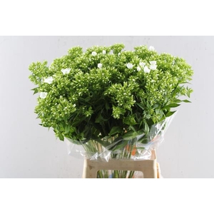 Phlox P Whitecap (wit) L 70