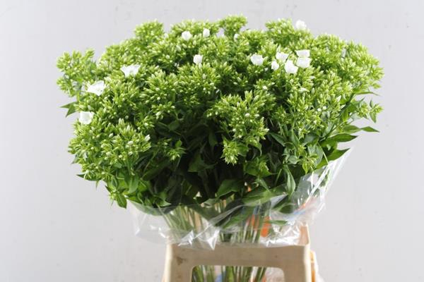 <h4>Phlox P Whitecap (wit) L 70</h4>
