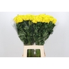 Tagetes Marigold Promise Orange