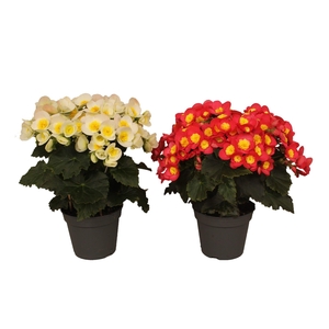 Begonia Valentino Mix in Floratino