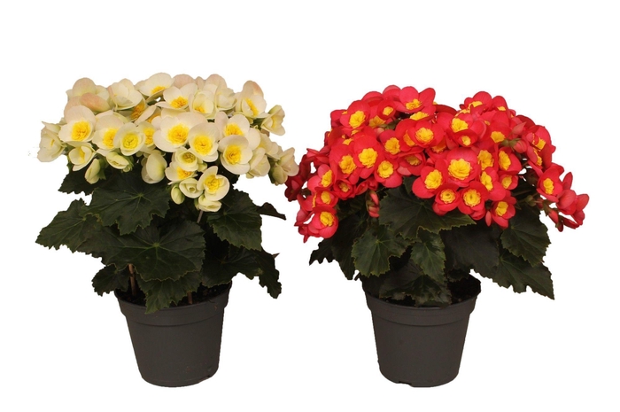 <h4>Begonia Valentino Mix in Floratino</h4>