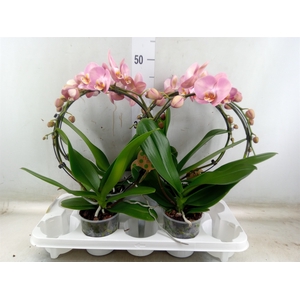 Phalaenopsis   ...