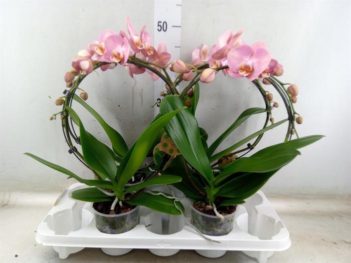 <h4>Phalaenopsis   ...</h4>