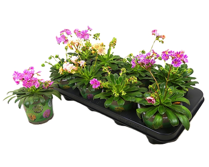 <h4>LEWI COTYLEDON</h4>