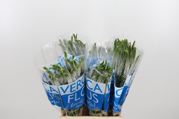 <h4>Veronica Caya Wit</h4>