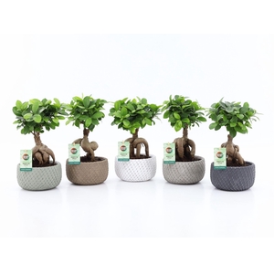 Ficus Mi Ginseng Keramiek Classic Stone