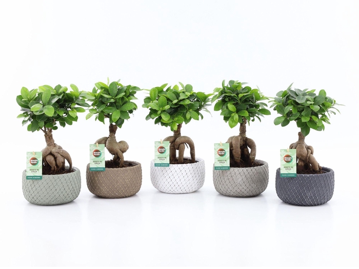 <h4>Ficus Mi Ginseng Keramiek Classic Stone</h4>