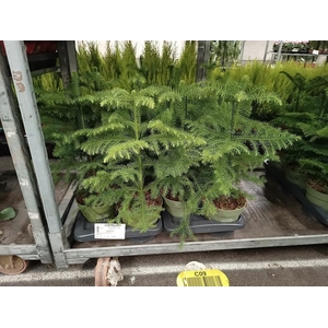 Araucaria heterophylla