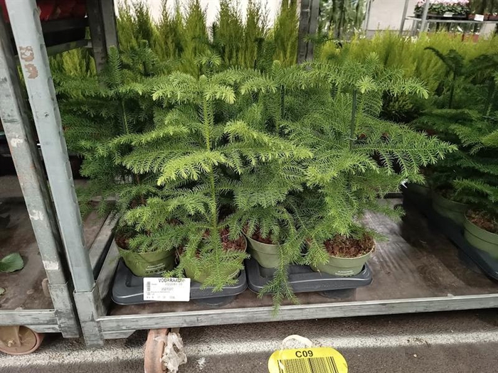 <h4>Araucaria heterophylla</h4>