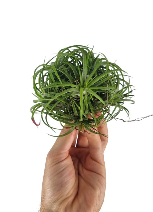 <h4>Tillandsia ionantha clumb green large</h4>