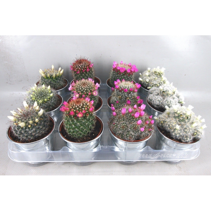 <h4>CACTUS BLOEIEND GEM</h4>