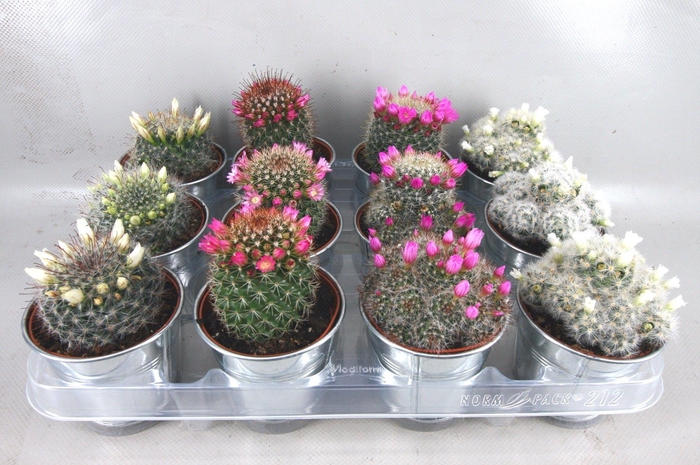 <h4>CACTUS BLOEIEND GEM</h4>