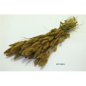 DROOG SETARIA  PER B