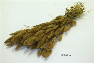 <h4>DROOG SETARIA P.DS</h4>