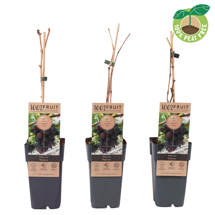 <h4>Vitis overig wit</h4>