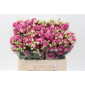 Eus G Rosi Rose Pink