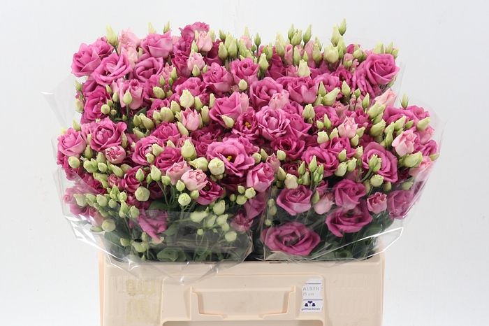 Eus G Rosi Rose Pink