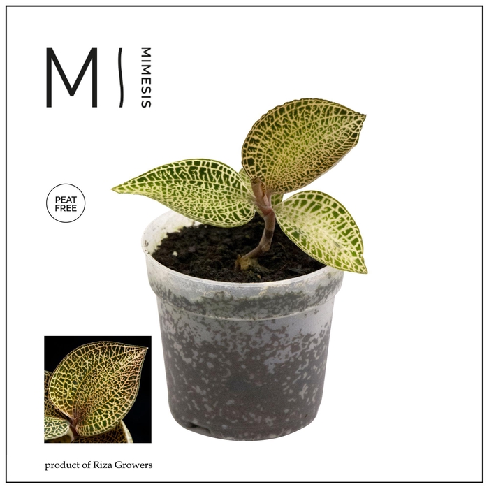 <h4>Mimesis Jewel Orchid KARMA Ludisia Topaz - 7cm</h4>